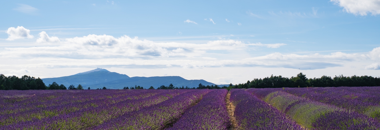 de la Mediterranée au Ventoux